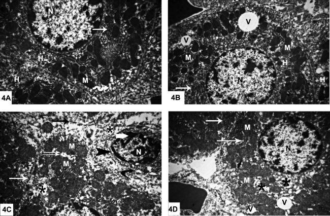 photomicrographs