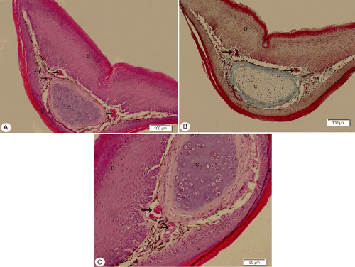 Photomicrograph