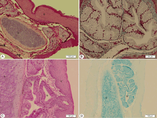 Photomicrograph