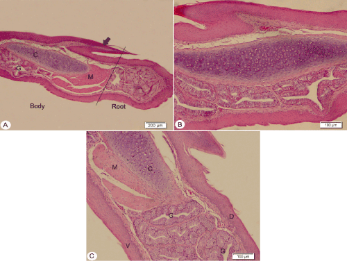 Photomicrograph
