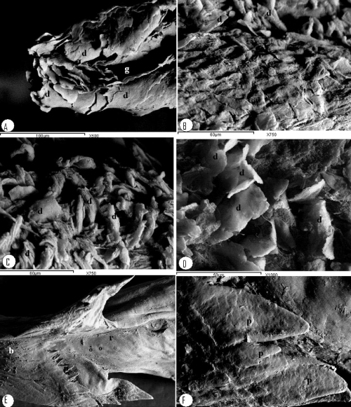papillae