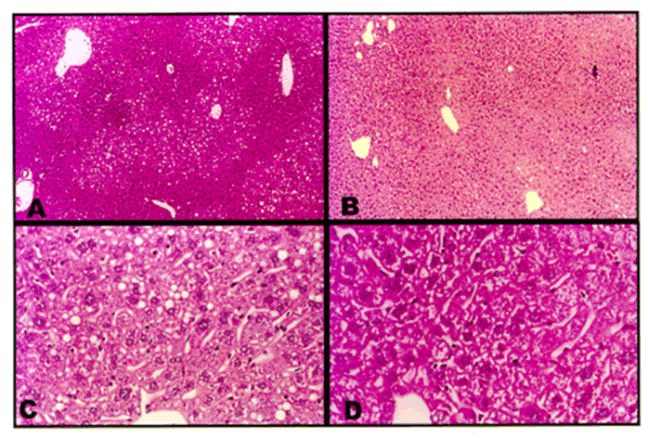 photomicrographs