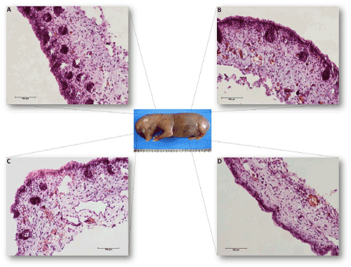 skin micrographs