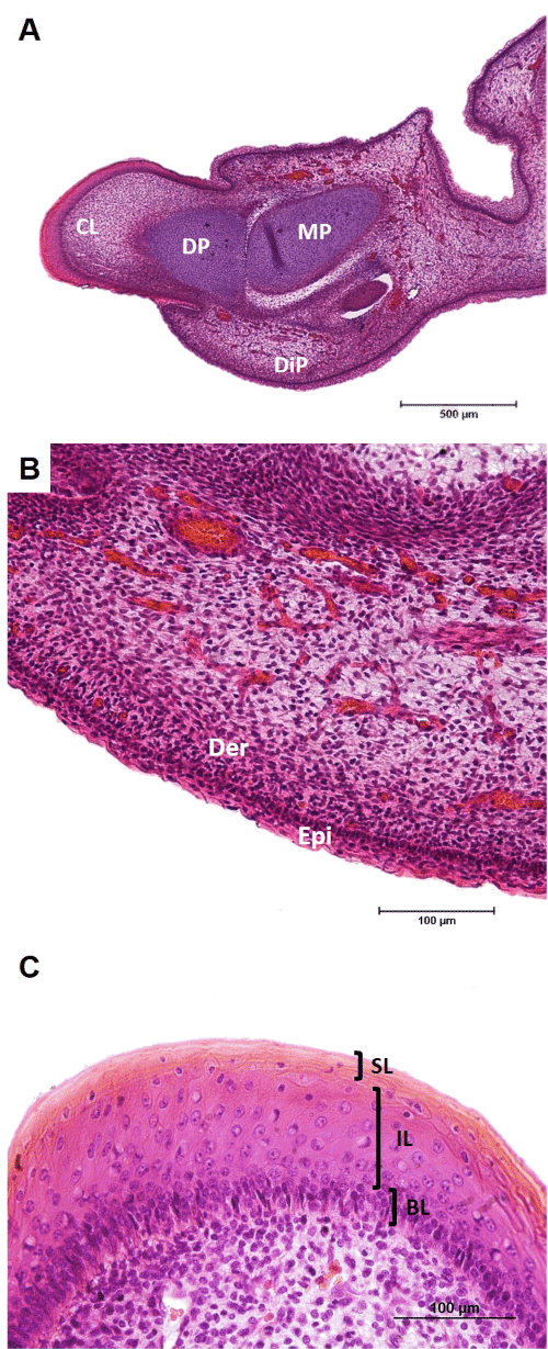micrograph