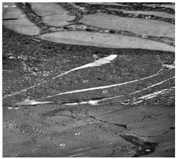 micrograph