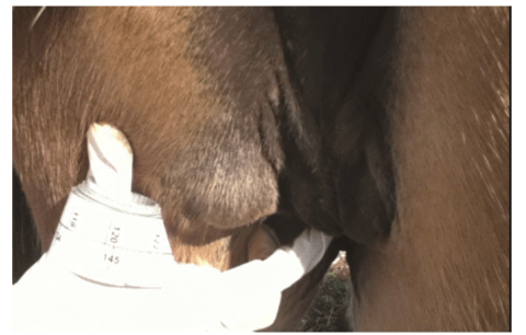 Eosinophilic