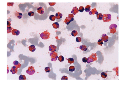 photomicrograph