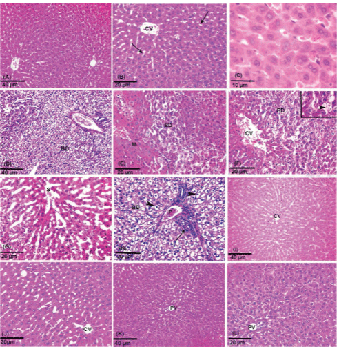 Photomicrographs