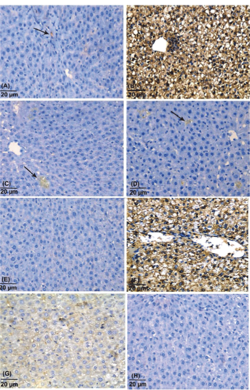 immunostaining