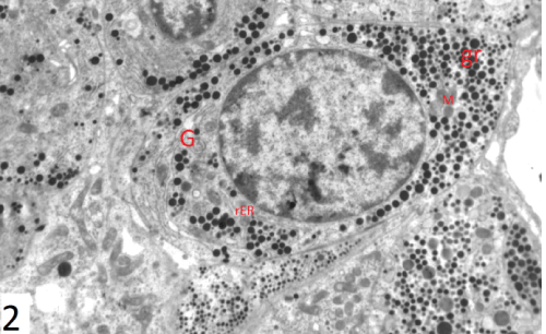 photomicrograph
