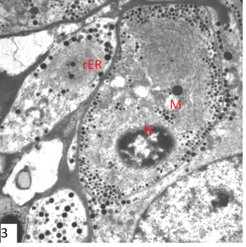 photomicrograph