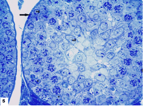 photomicrograph