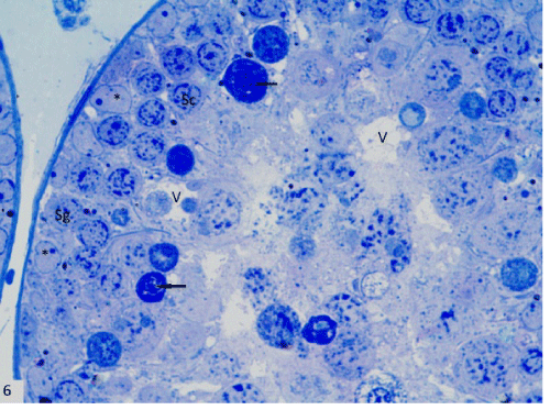 photomicrograph