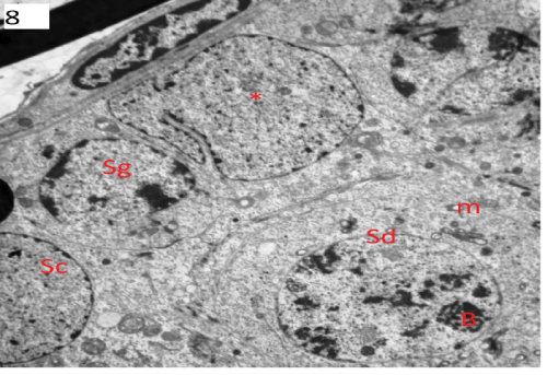 photomicrograph