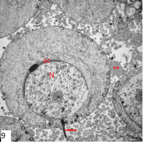 photomicrograph