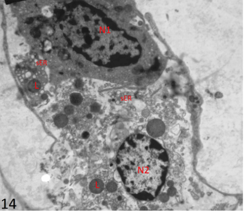 photomicrograph