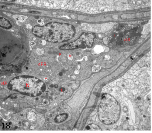 photomicrograph
