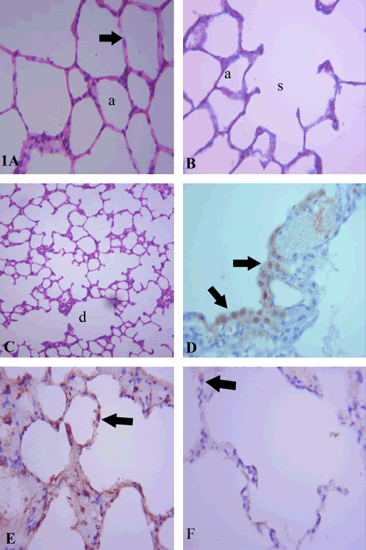 Photomicrographs