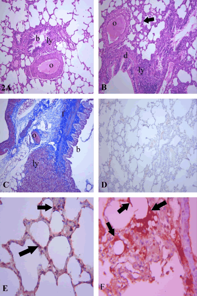 Photomicrographs