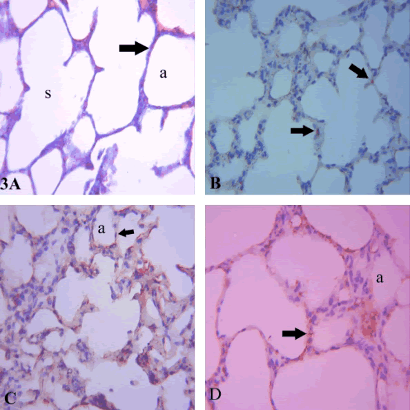 Photomicrographs