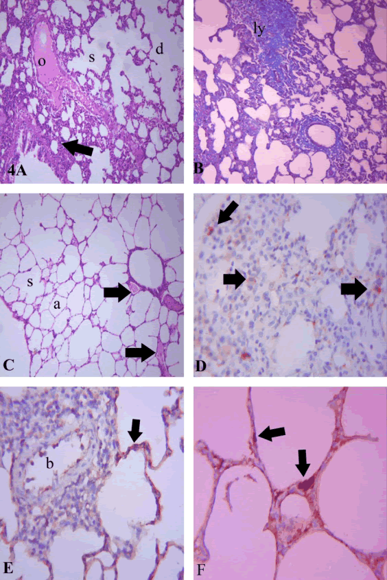 Photomicrographs