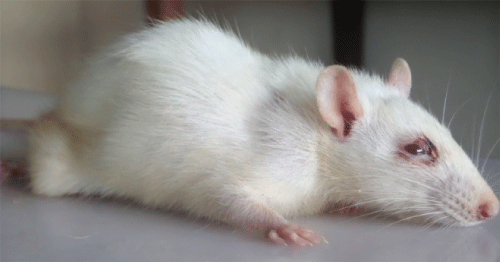 rat
