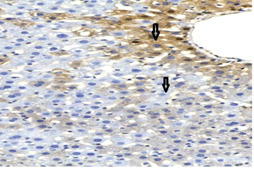 photomicrograph