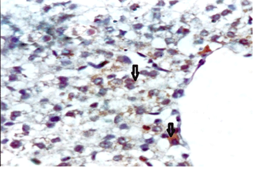 immunostaining