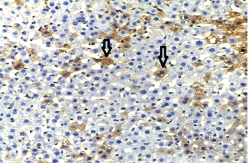 immunostaining