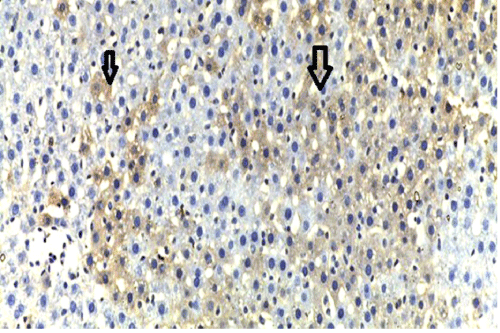 immunostaining