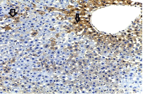 immunostaining