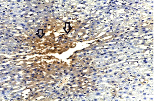 immunostaining