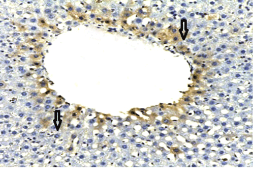 immunostaining