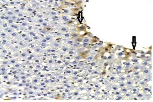 immunostaini
