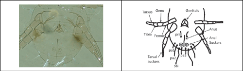 Ventral