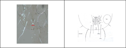 Anal region