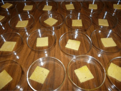 Ras cheese