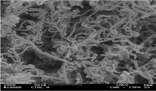 Micrographs