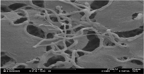 Micrographs