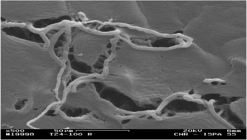 Micrographs