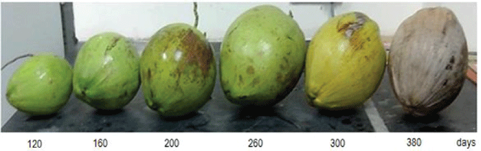 maturation stages