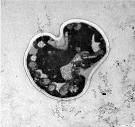 Saccharomyces