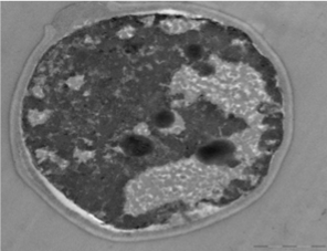 Saccharomyces