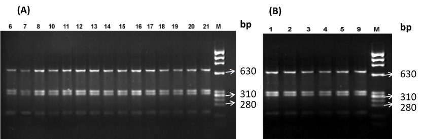 Agarose