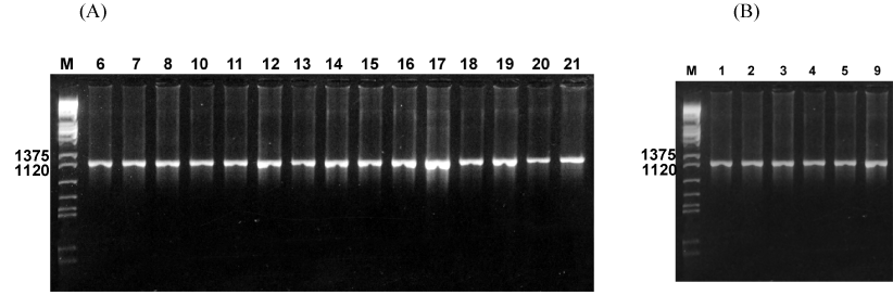 Agarose
