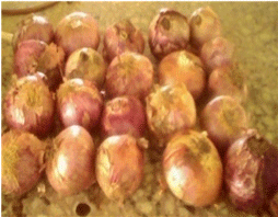 Onion