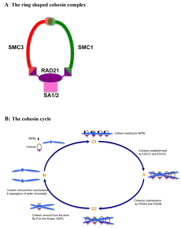 Figure 1 Biology Diagrams