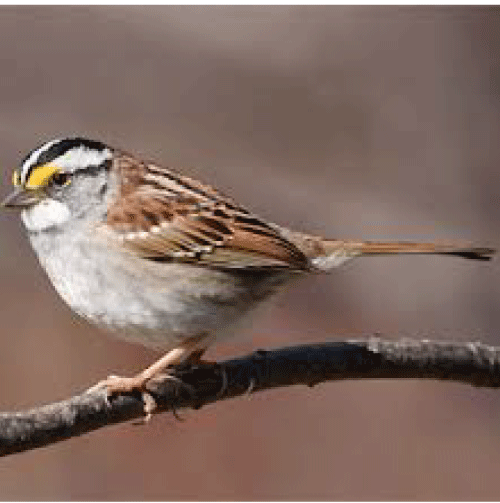 Bird