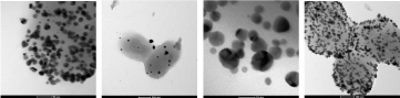 Morphology