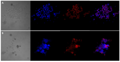 cells